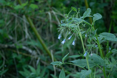 Mertensia paniculata