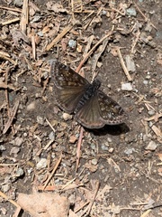 Erynnis persius