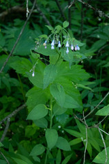 Mertensia paniculata