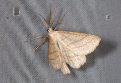 Perconia strigillaria