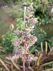 Hohenbergia