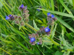 Anchusa arvensis arvensis