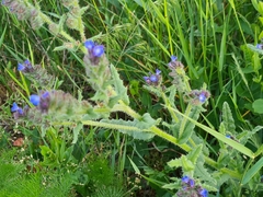Anchusa arvensis arvensis