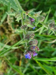 Anchusa arvensis arvensis
