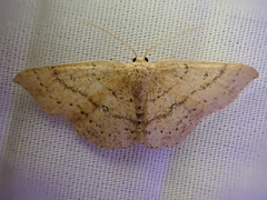 Cyclophora dataria