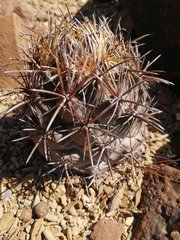 Coryphantha salinensis
