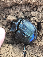 Coprophanaeus ensifer