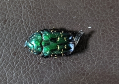 Protaetia orientalis