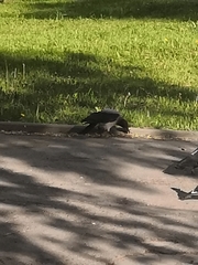 Corvus cornix