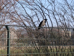 Corvus cornix