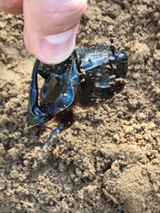 Coprophanaeus ensifer