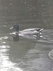 Anas platyrhynchos