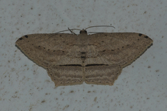 Calletaera postvittata