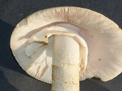 Amanita elliptosperma