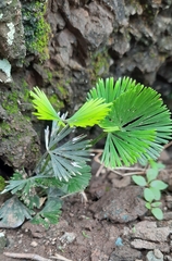 Actiniopteris radiata