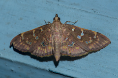 Ischnurges gratiosalis