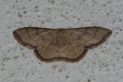 Idaea craspedota