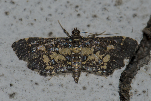 Yellow Blotched Pearl Moth
