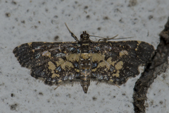 Eurrhyparodes bracteolalis