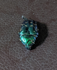 Protaetia orientalis