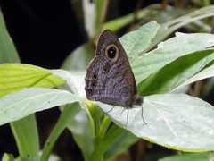 Ypthima baldus newboldi