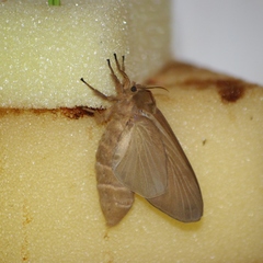 Borocera cajani