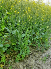Brassica napus napus