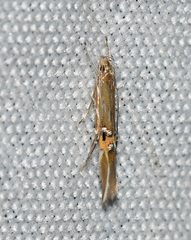 Cosmopterix fernaldella