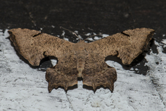 Dysaethria quadricaudata