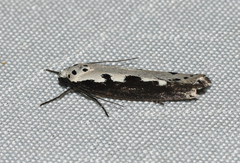 Ethmia bipunctella