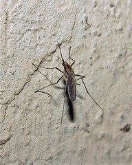 Aedes albifasciatus