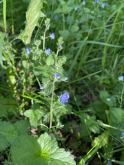 Veronica chamaedrys