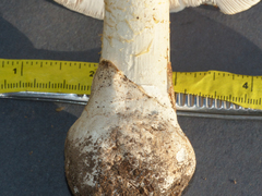 Amanita elliptosperma