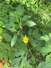 Ranunculus repens