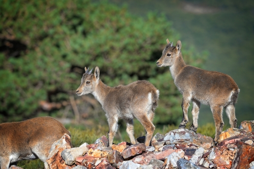 Iberian Ibex