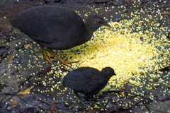 Crypturellus cinereus