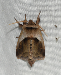 Bellura densa