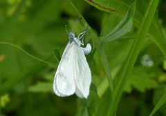Leptidea juvernica