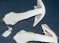 Amanita elliptosperma