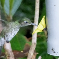 Taphrospilus hypostictus