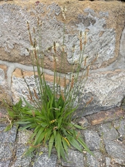 Plantago lanceolata