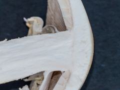 Amanita elliptosperma