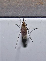 Aedes albifasciatus