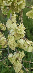 Ulmus minor