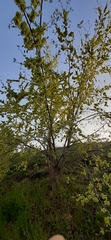 Ulmus minor