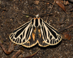 Apantesis virguncula