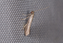 Tinagma ocnerostomella