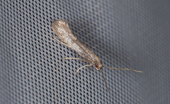 Tinagma ocnerostomella