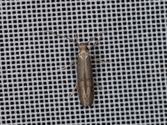 Tinagma ocnerostomella