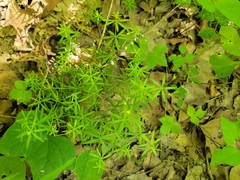 Galium concinnum
